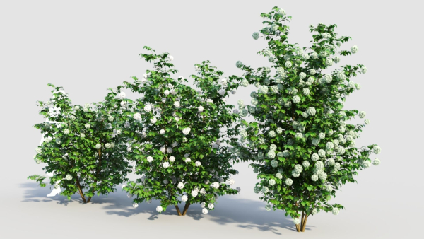 Viburnum opulus d