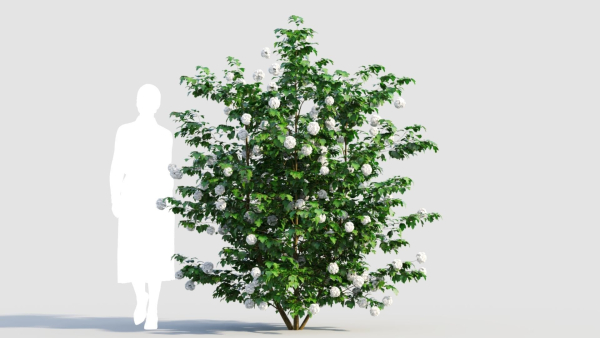 Viburnum opulus d