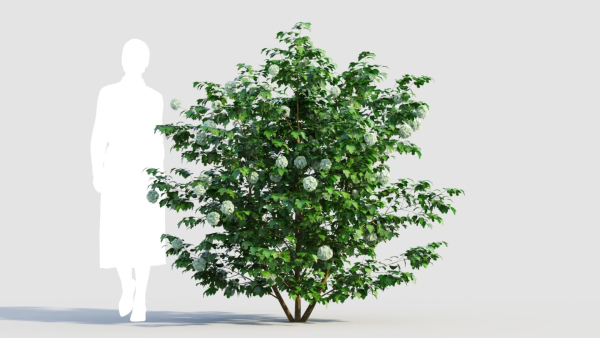 Viburnum opulus d