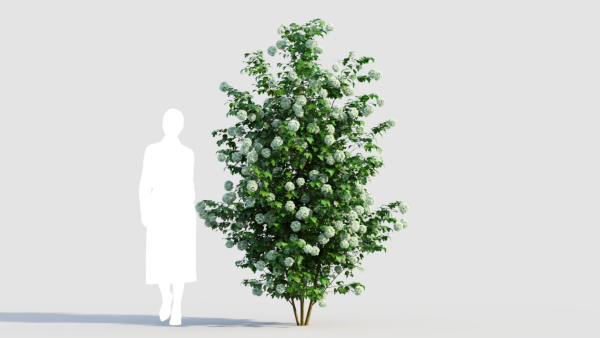 Viburnum opulus d
