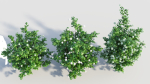 Viburnum opulus d