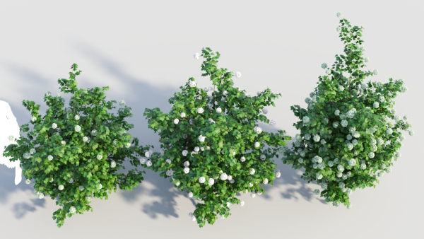 Viburnum opulus d