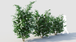 Viburnum opulus d