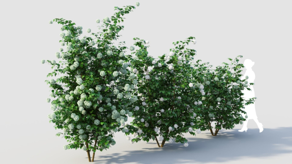 Viburnum opulus d
