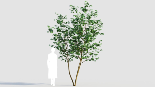 Viburnum opulus e