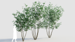 Viburnum opulus e
