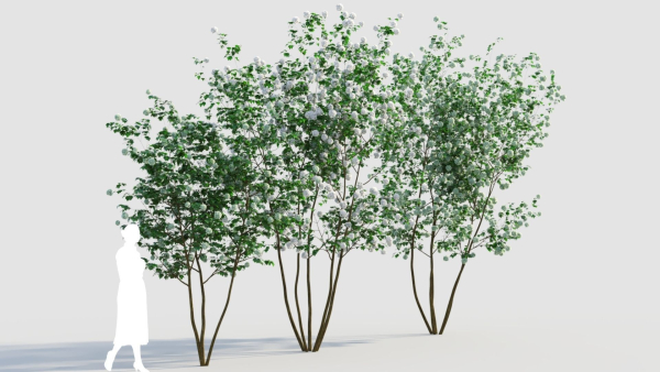 Viburnum opulus e