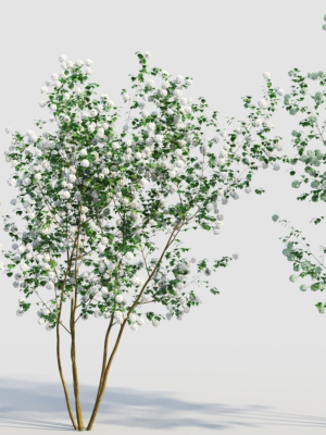 Viburnum opulus e