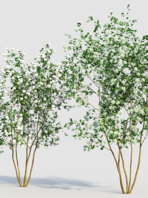 viburnum-opulus-e-3d-model-8a92c7575e