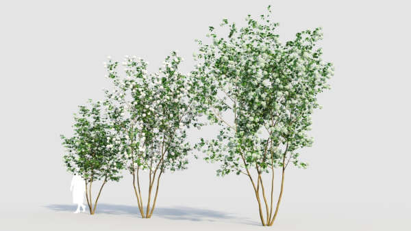 Viburnum opulus e