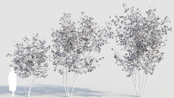 Viburnum opulus e