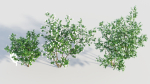 Viburnum opulus e