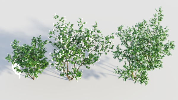 Viburnum opulus e