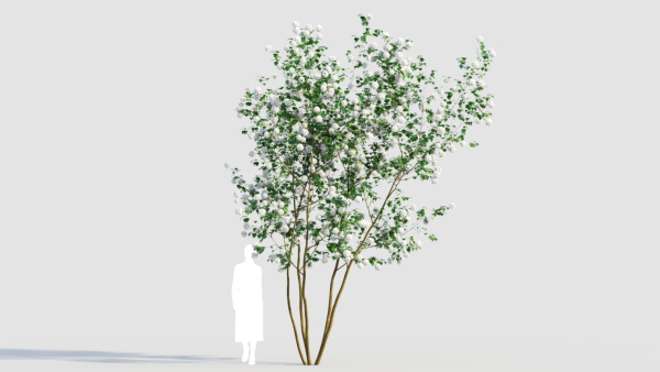 Viburnum opulus e