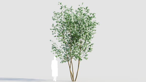 Viburnum opulus e