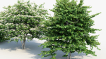 Viburnum plicatum Japanese Snowball