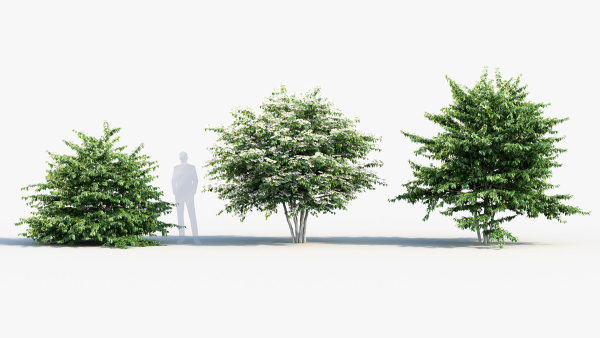 Viburnum plicatum Japanese Snowball