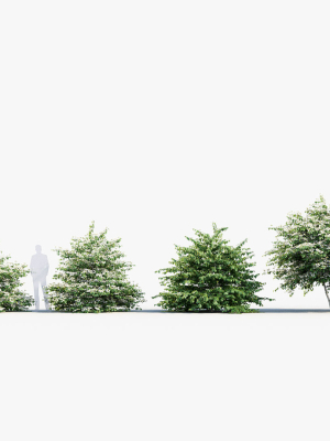 viburnum-plicatum-japanese-snowball-3d-model-33afb4c38b