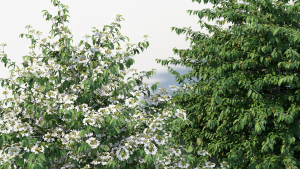Viburnum plicatum Japanese Snowball