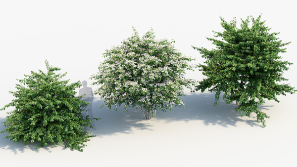 Viburnum plicatum Japanese Snowball