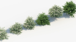 Viburnum plicatum Japanese Snowball