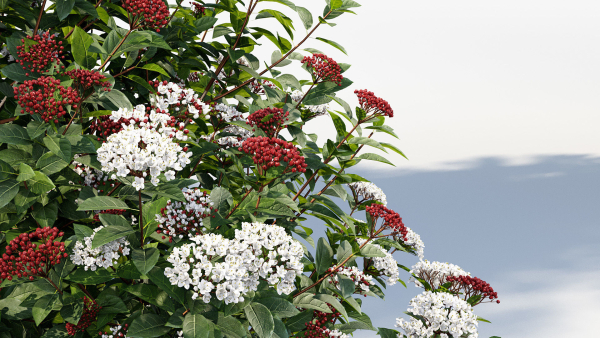 Viburnum tinus Laurustinus