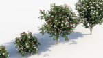 Viburnum tinus Laurustinus