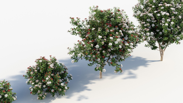 Viburnum tinus Laurustinus
