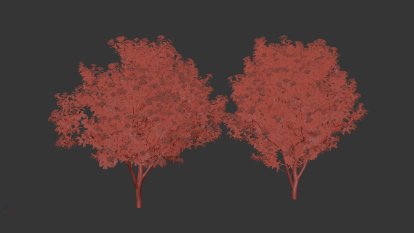 Viburnum tinus Laurustinus