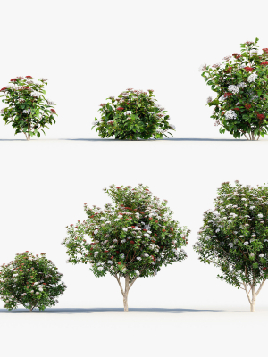 Viburnum tinus Laurustinus