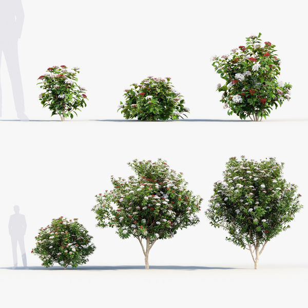 Viburnum tinus Laurustinus