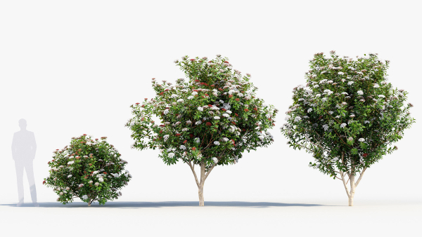 Viburnum tinus Laurustinus