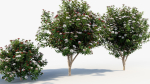 Viburnum tinus Laurustinus