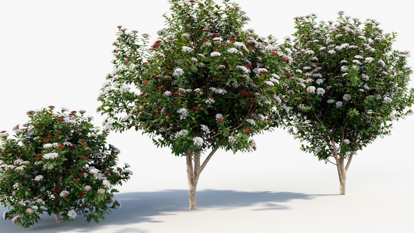 Viburnum tinus Laurustinus