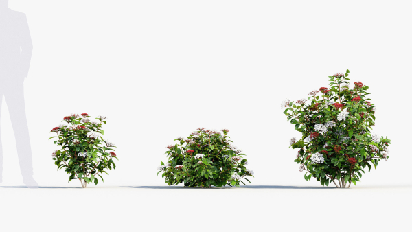 Viburnum tinus Laurustinus