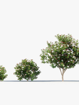 viburnum-tinus-laurustinus-3d-model-f02c907cf4