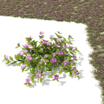Vinca minor