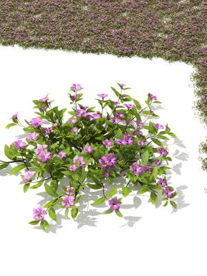 vinca-minor-3d-model-max-obj-fbx-mat