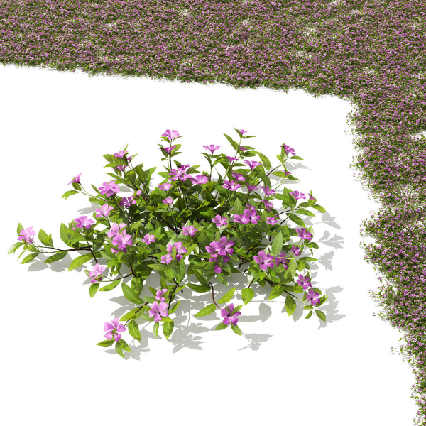 Vinca minor