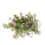 Vinca minor