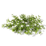 Vinca minor