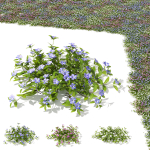 Vinca minor