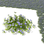 Vinca minor