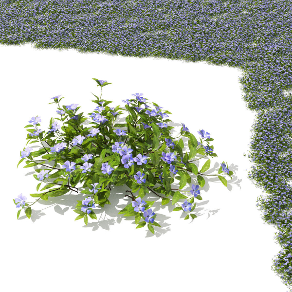 Vinca minor