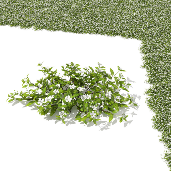 Vinca minor