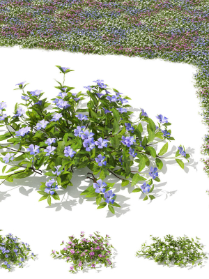 Vinca minor