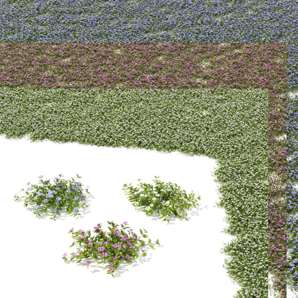 Vinca minor
