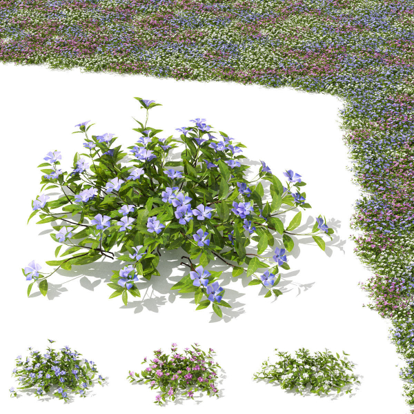 Vinca minor