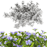 Vinca minor
