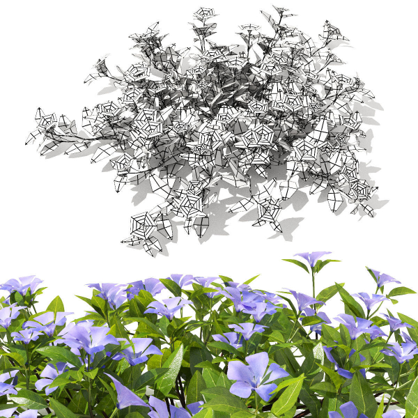 Vinca minor